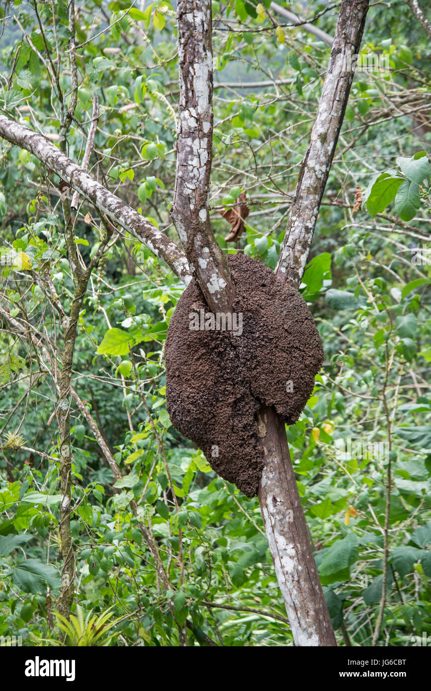 Termite Nest. Trinidad. Stockfoto