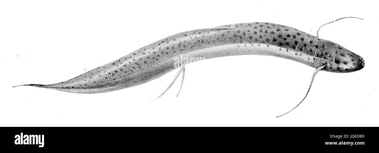 Protopterus Dolloi Boulenger Stockfoto
