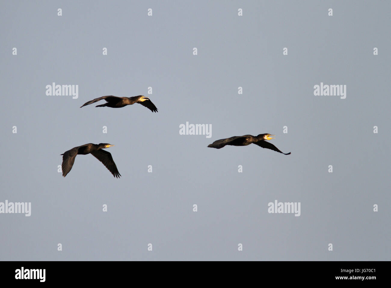 Der Kormoran im Flug Stockfoto