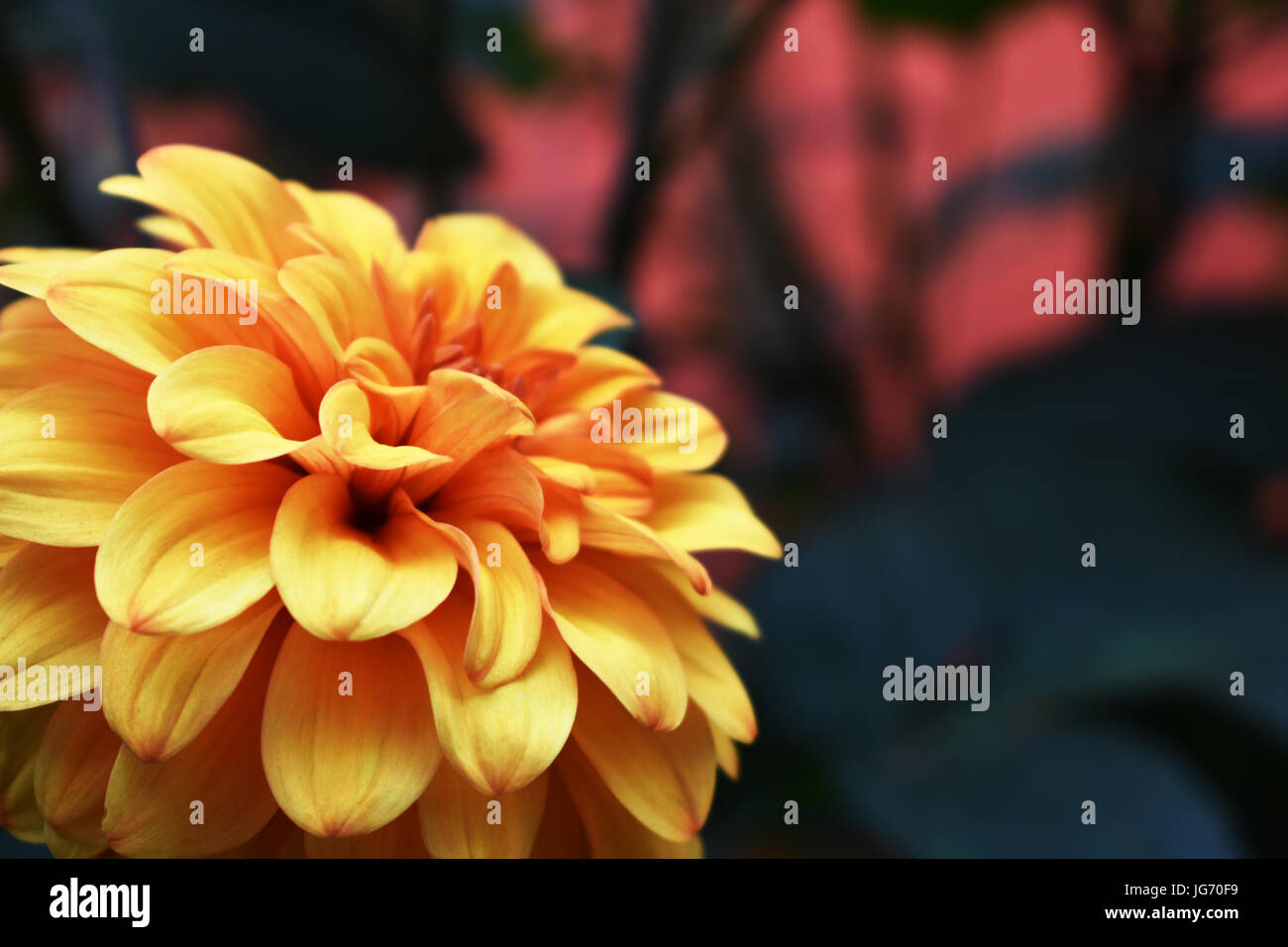 Blühende gelbe Chrysantheme mit Textfreiraum Stockfoto