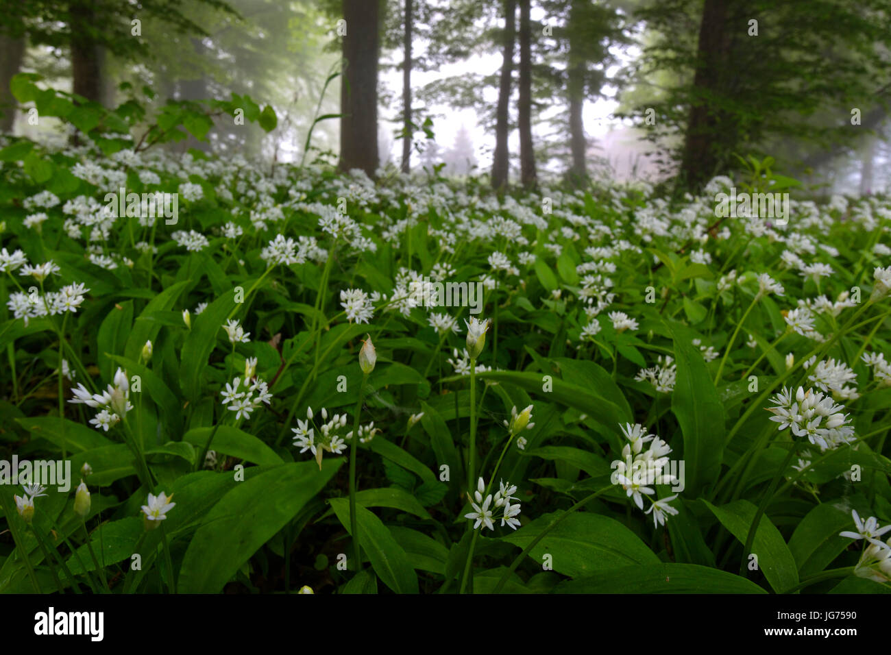 Bär Knoblauch blüht im Eichenwald im Nebel Stockfoto