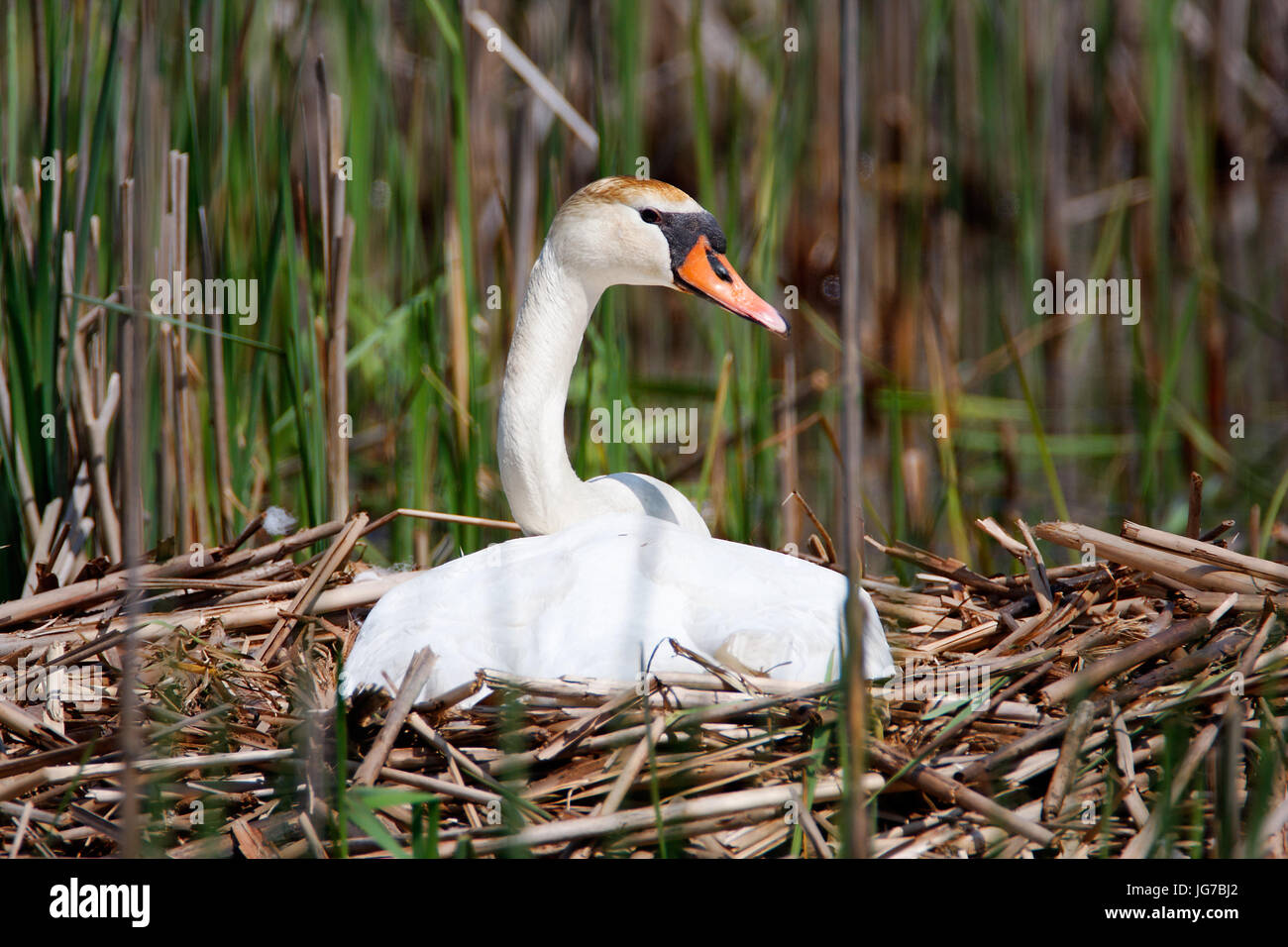 Der Höckerschwan auf ein Nest im Schilf Stockfoto