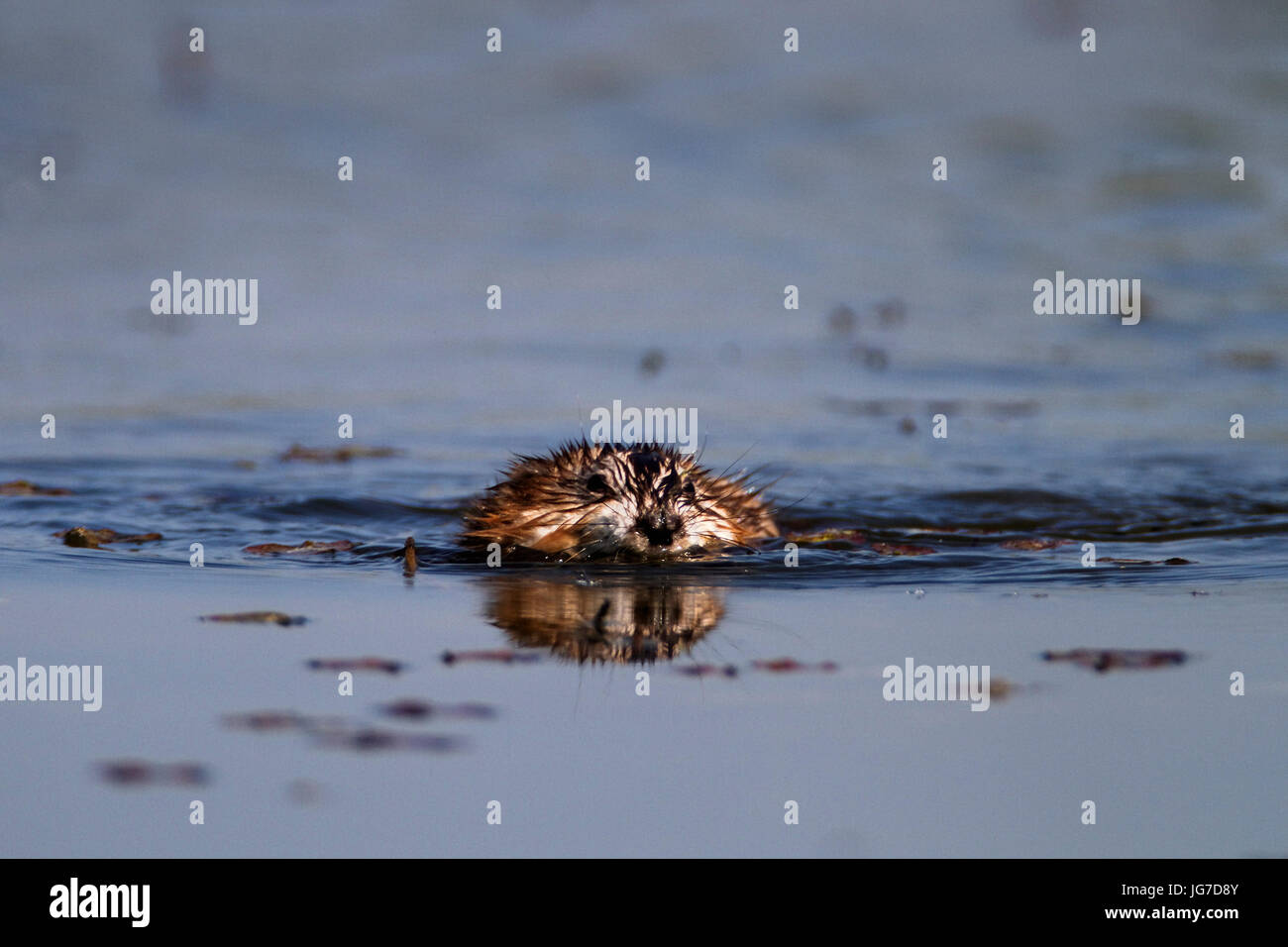 Bisamratte Schwimmen auf dem See, Crna Mlaka Stockfoto