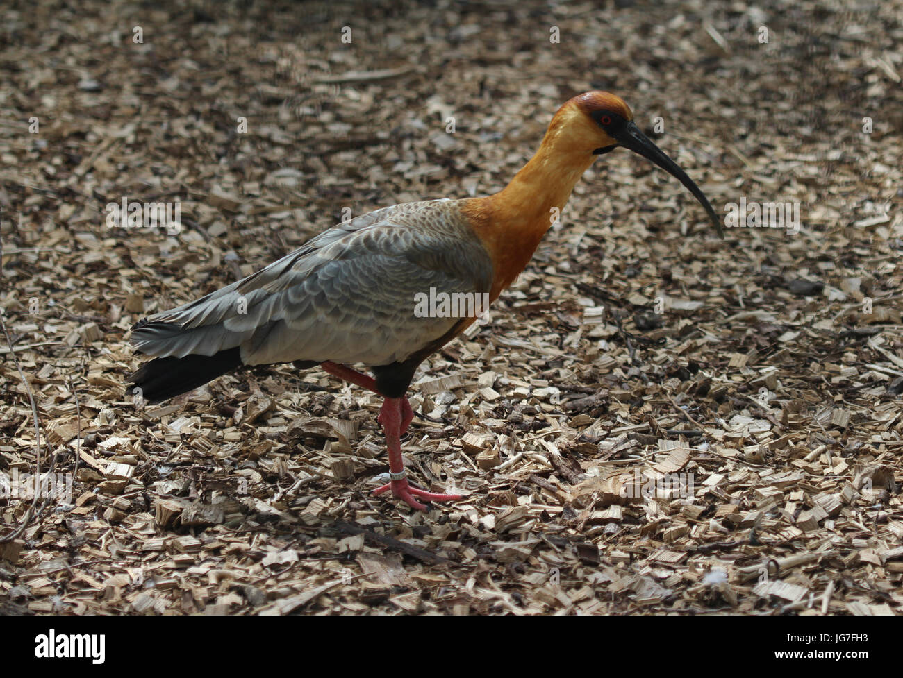 Schwarz konfrontiert ibis Stockfoto