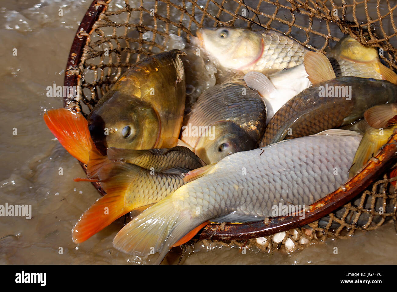 Fischernetze aus Fischteich in Crna Mlaka Stockfoto