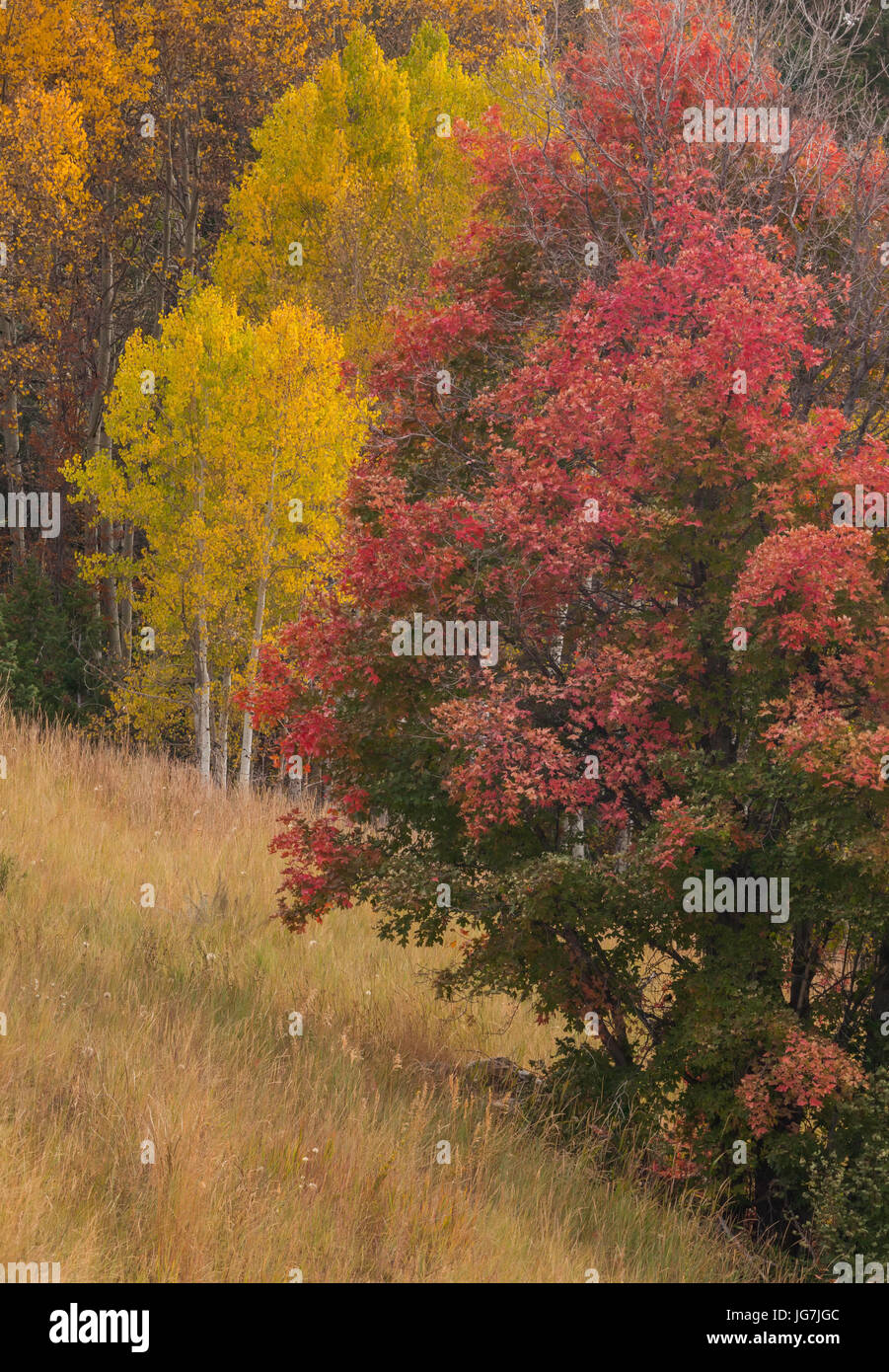 Herbstfarben, Park City, Utah Stockfoto