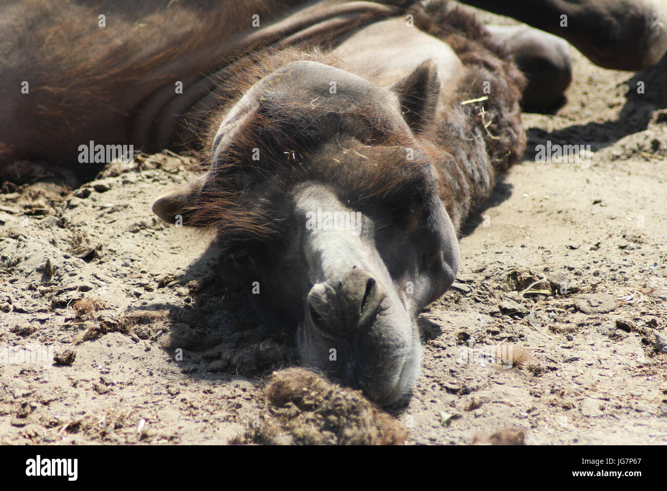 Kamel ruht in den sand Stockfoto