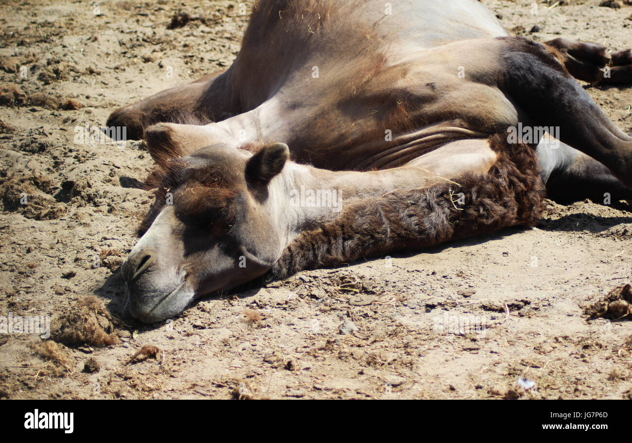 Kamel ruht in den sand Stockfoto