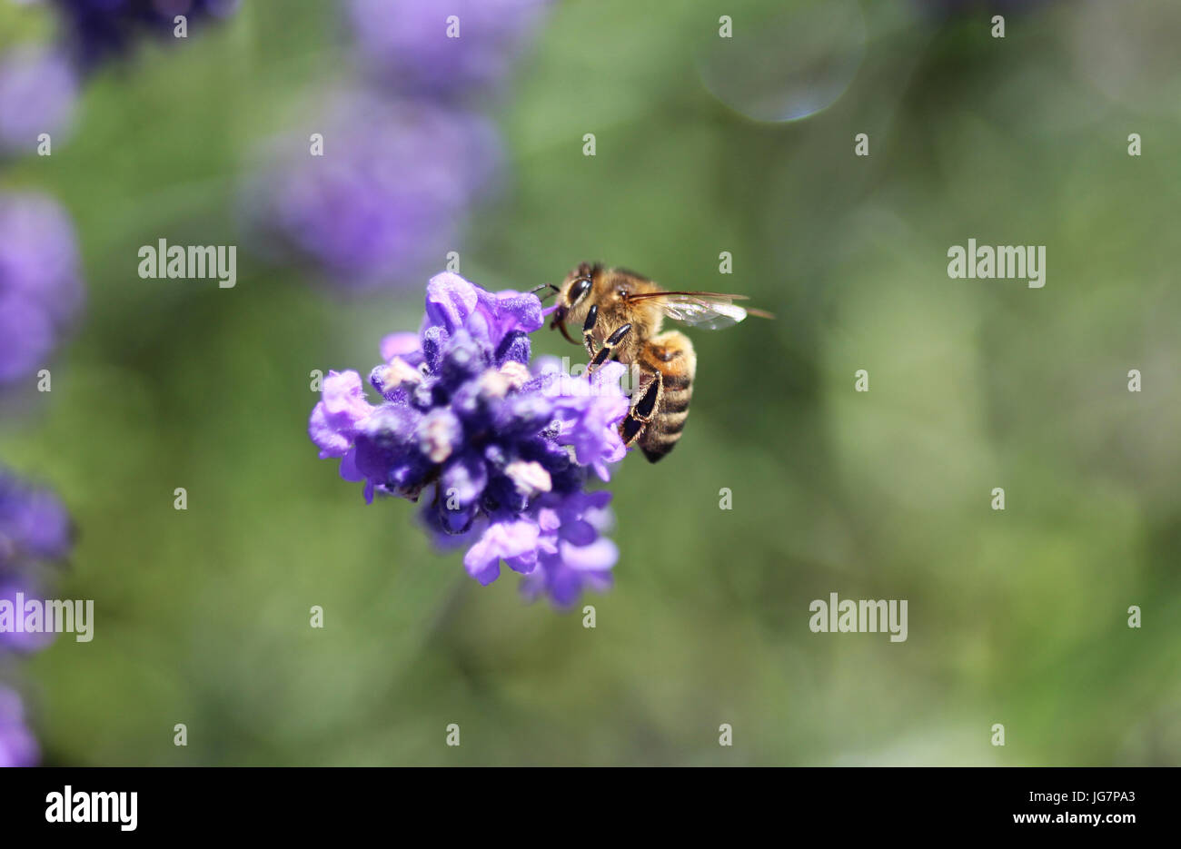 Honigbiene Stockfoto