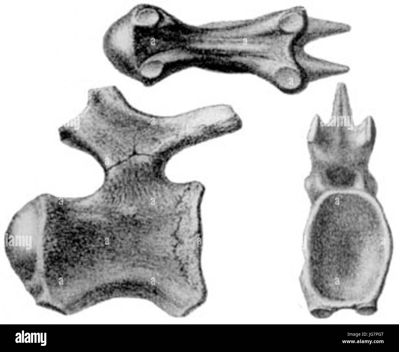 Titanosaurus Stockfoto