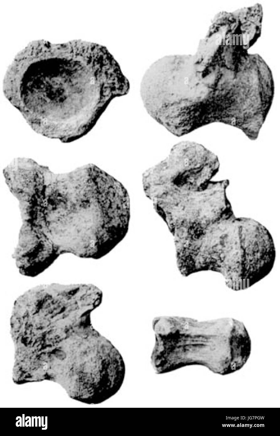 Titanosaurus australis Stockfoto