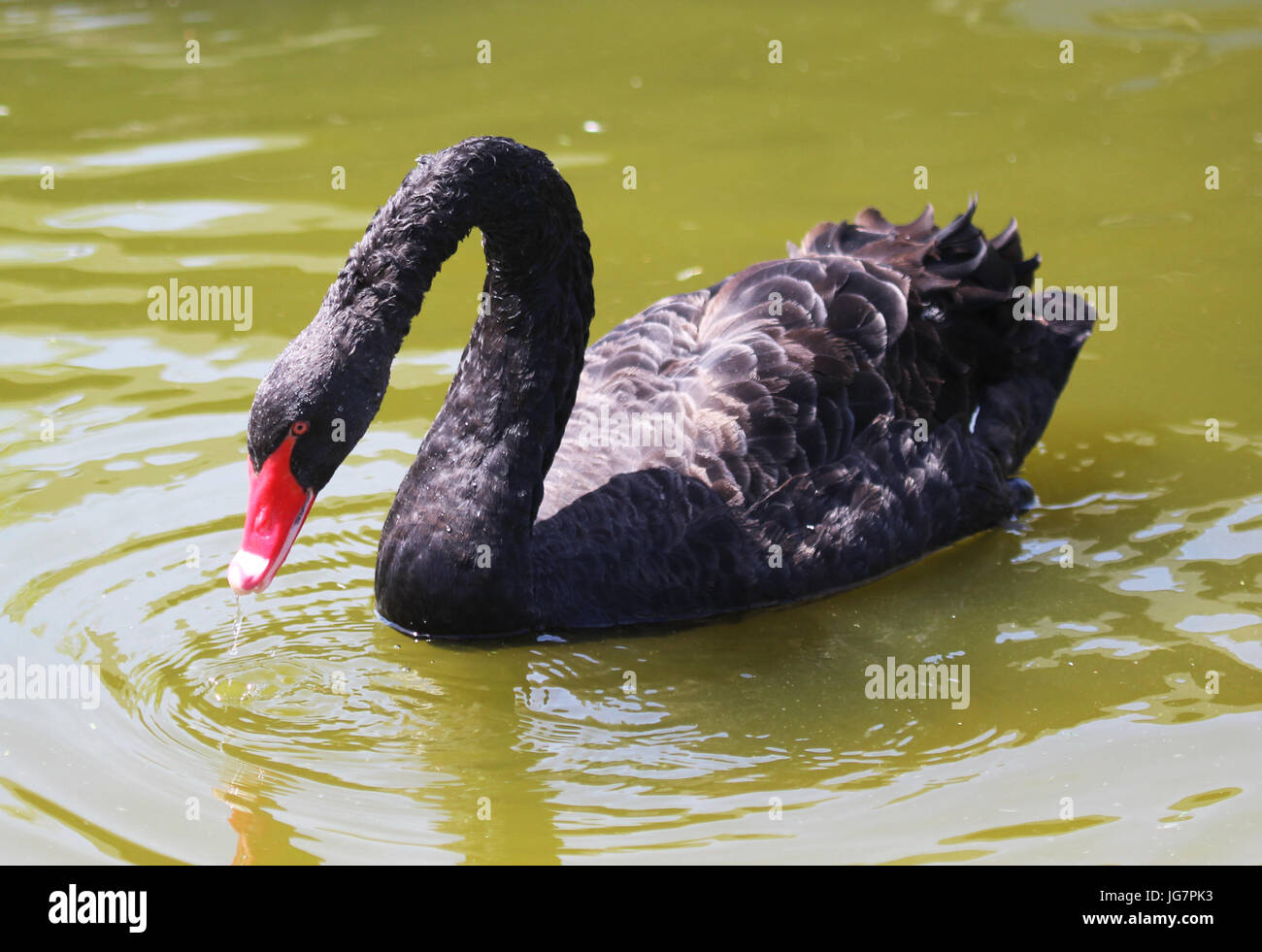Schwarzer Schwan Schwimmen Stockfoto