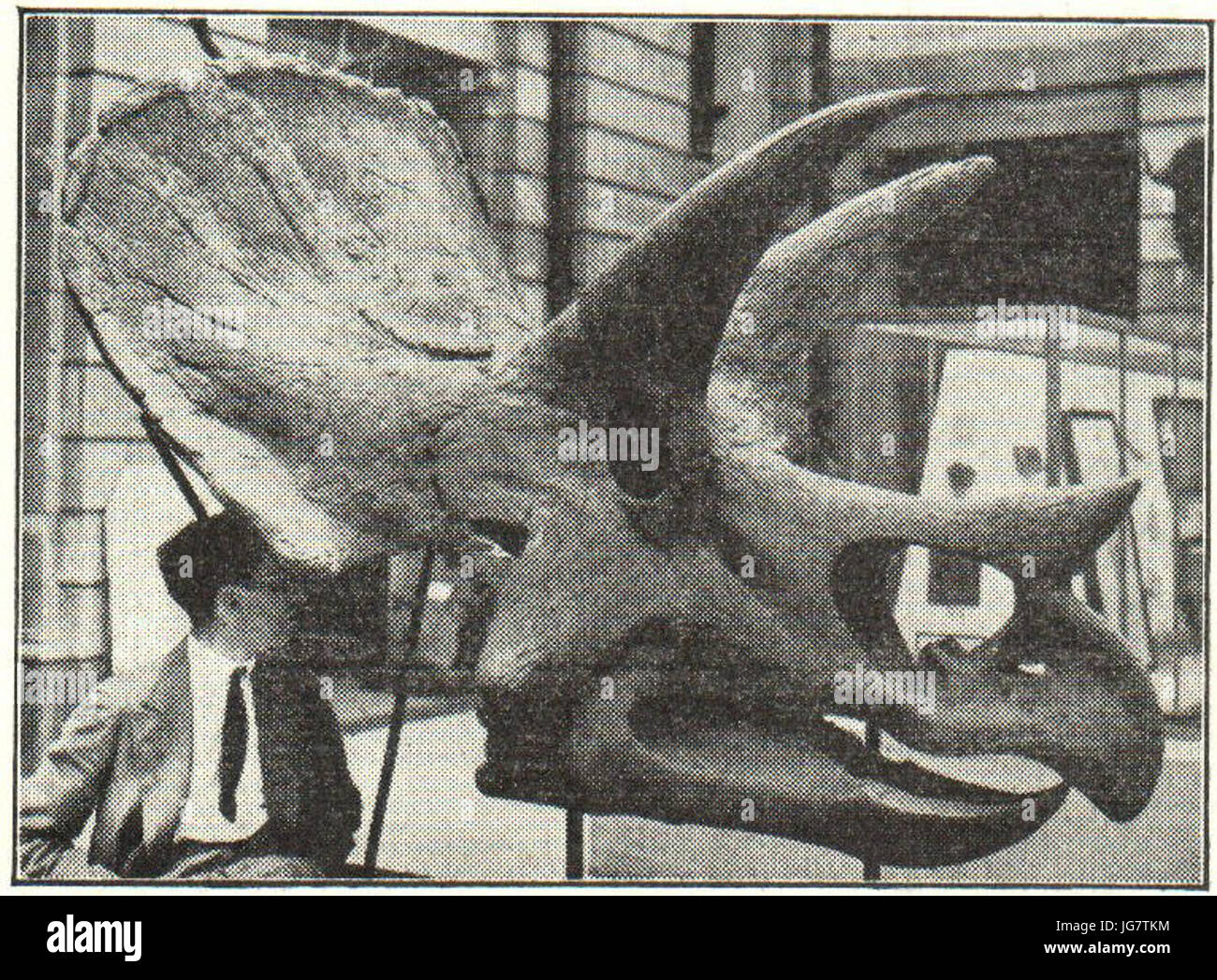 Triceratops Kopf 28blitz29 Stockfoto