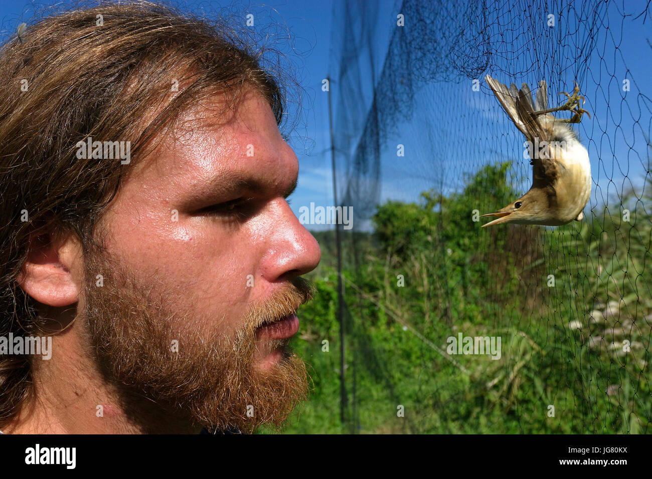 Vogelberingung in Crna Mlaka Stockfoto