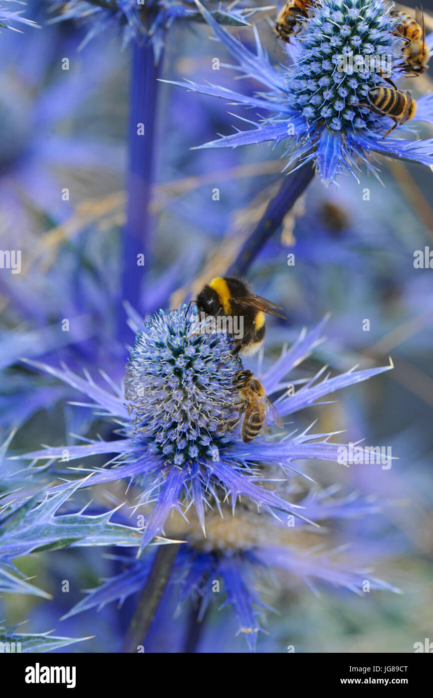 Bienen sammeln Pollen aus blauem Eryngium Blumen im RHS Watch This Space Garten (entworfen von Andy Sturgeon), eines der schönen und eleganten Schaugärten auf dem Display an der 2017 RHS Hampton Court Flower Show eröffnet heute auf dem Gelände des Hampton Court Palace, London, Vereinigtes Königreich.  Die RHS Hampton Court Palace Flower Show ist der weltweit größte Blumenschau Prahlerei eine eklektische Mischung von Gärten, Displays und shopping-Möglichkeiten umfasst mehr als 34 Hektar beiderseits des dramatischen lange Wassers mit der beeindruckenden Fassade des historischen Palais im Hintergrund. Rund 130.000 Menschen eine Stockfoto