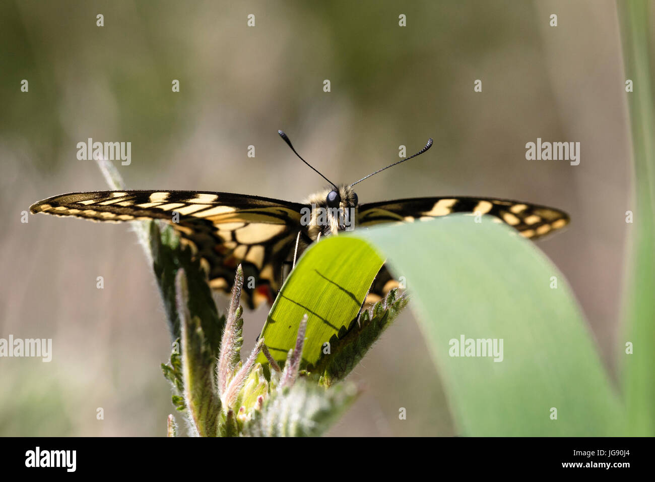 Schwalbenschwanz Schmetterling (Papilio Machaon Ssp Britannicus) auf ein Rohr Stengel in Norfolk England UK Stockfoto