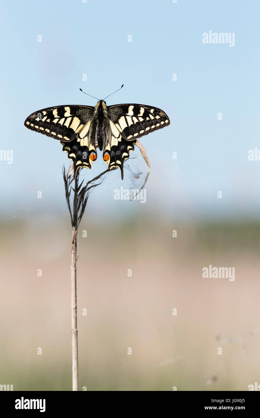 Schwalbenschwanz Schmetterling (Papilio Machaon Ssp Britannicus) auf ein Rohr Stengel in Norfolk England UK Stockfoto