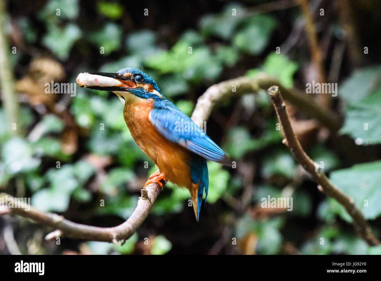 Eisvogel Stockfoto