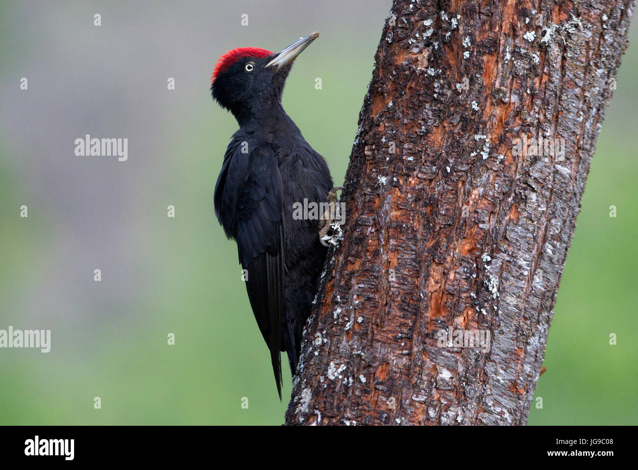 Dryocopus martius Stockfoto