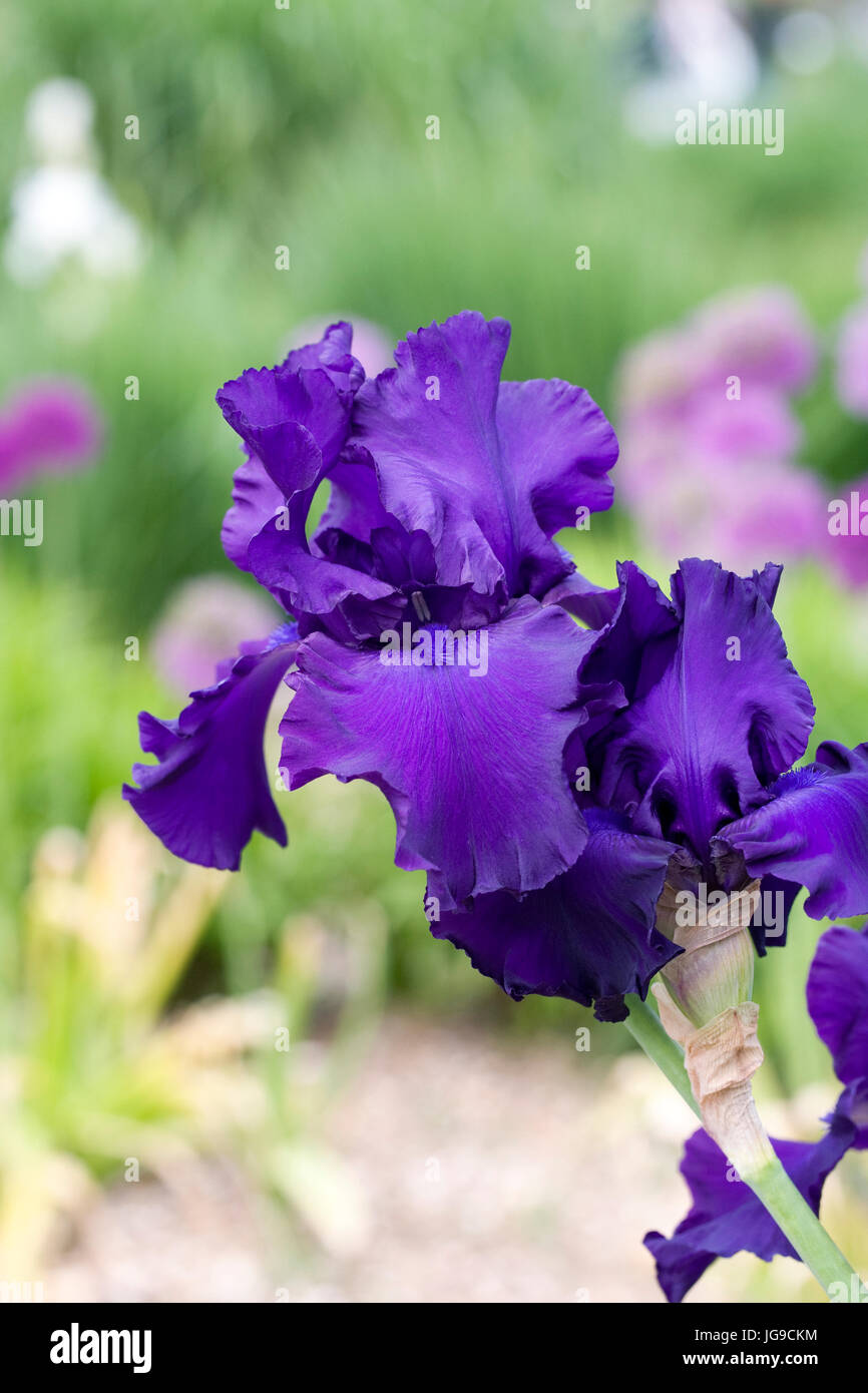 Iris 'Titans Glory' wächst in einem englischen Garten. Stockfoto