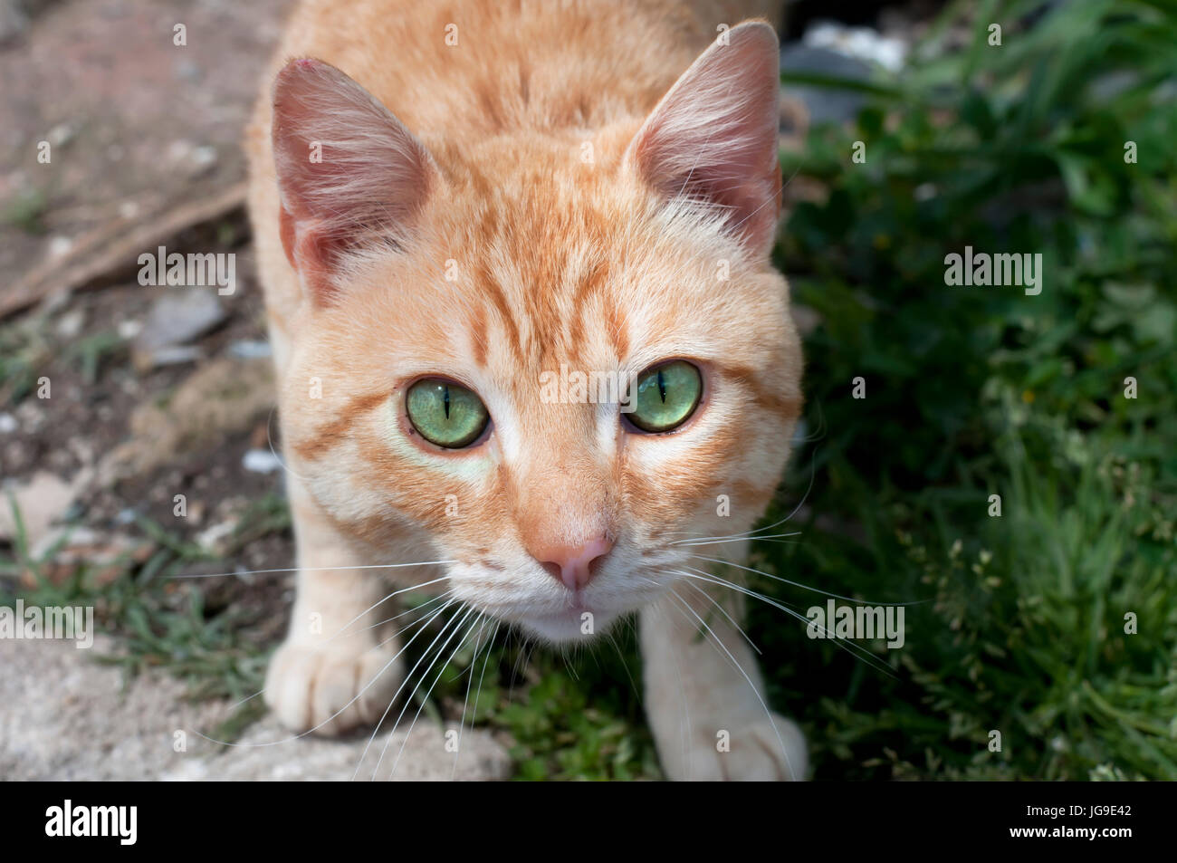 Katze mit grünen Augen Stockfoto