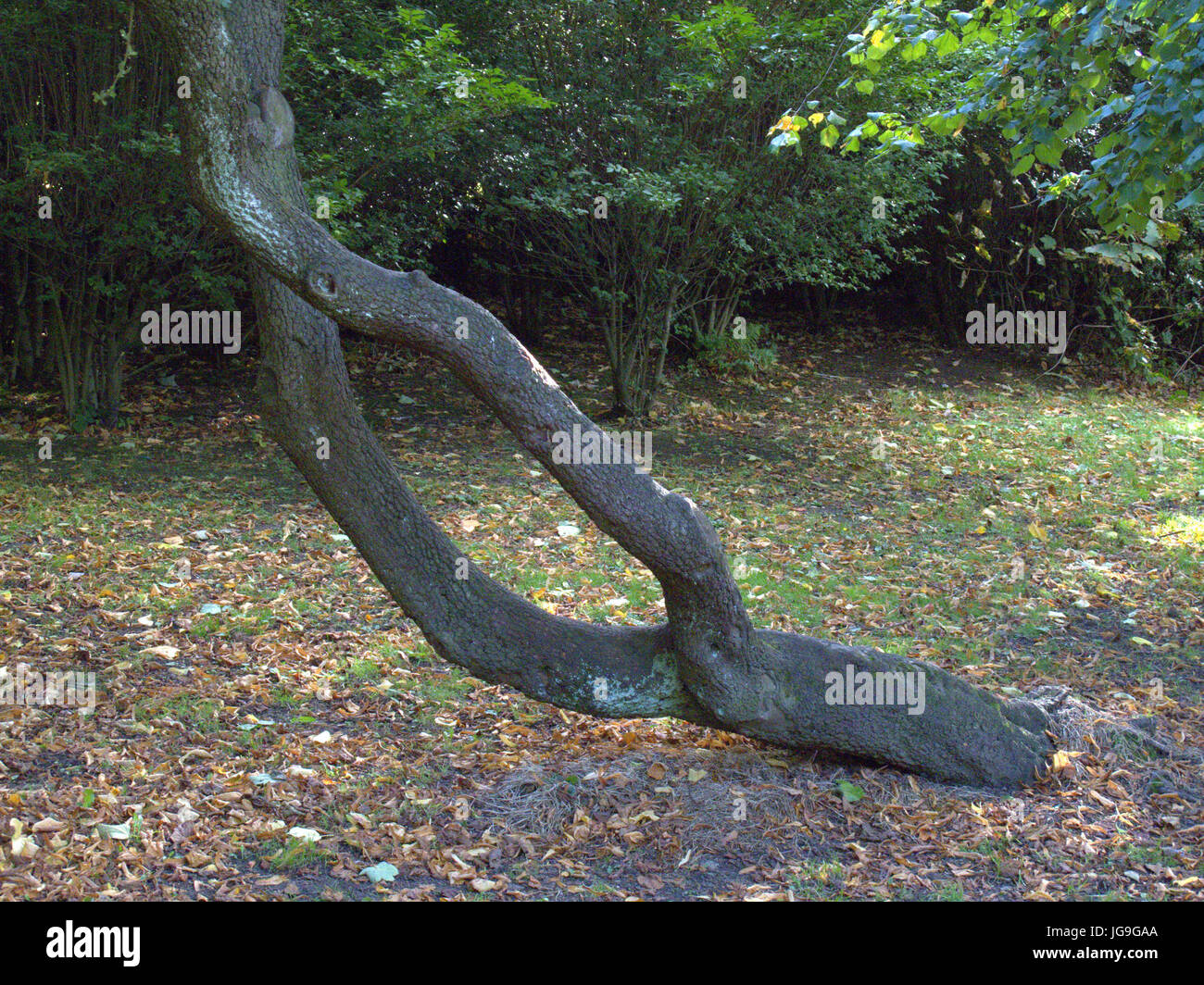 Hexen Druiden Wiedergeburt Baum geheimen Ort Glasgow Stockfoto