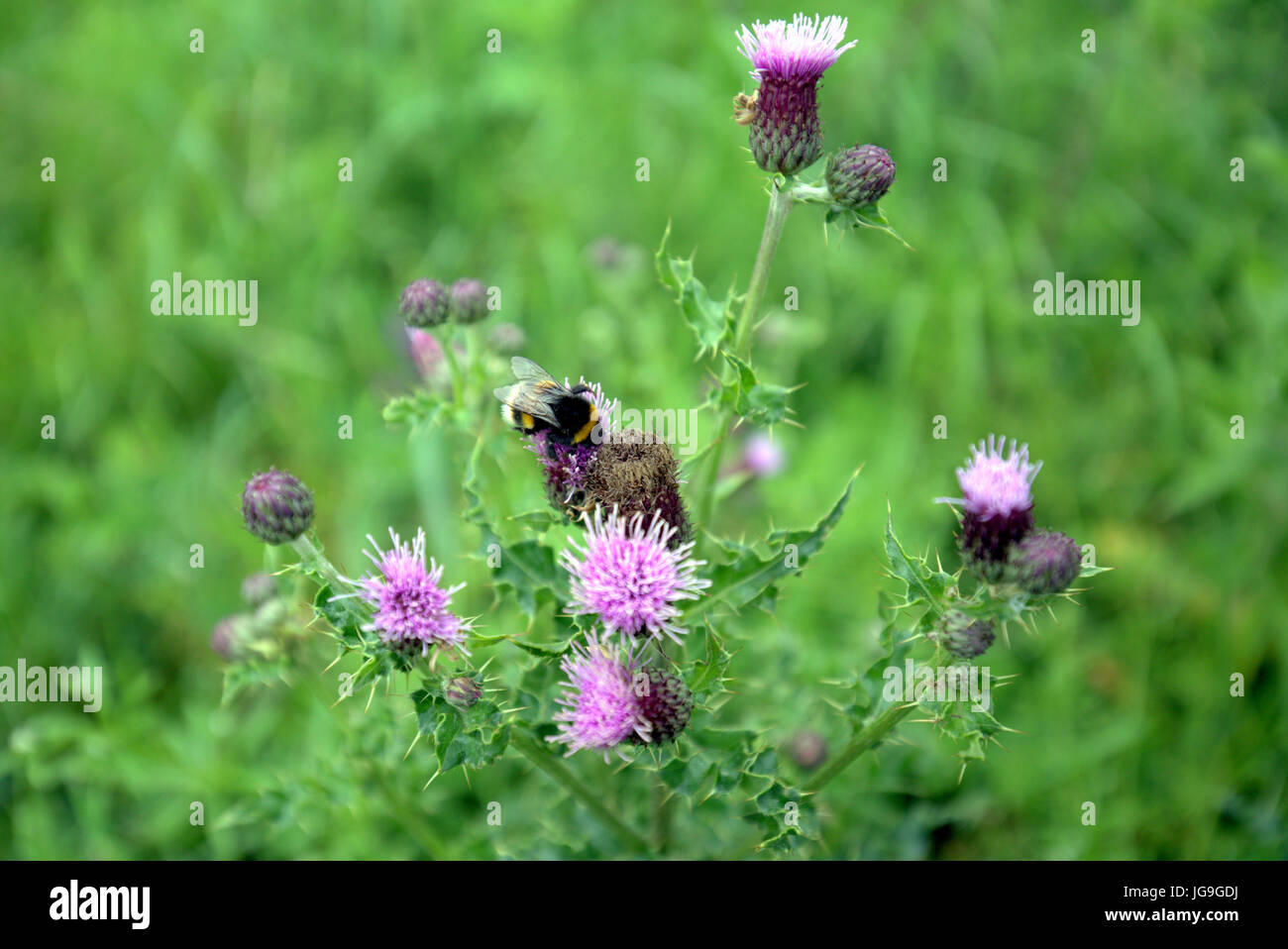 schottische Distel mit Bumble Bee unscharf Hintergrund hautnah Stockfoto