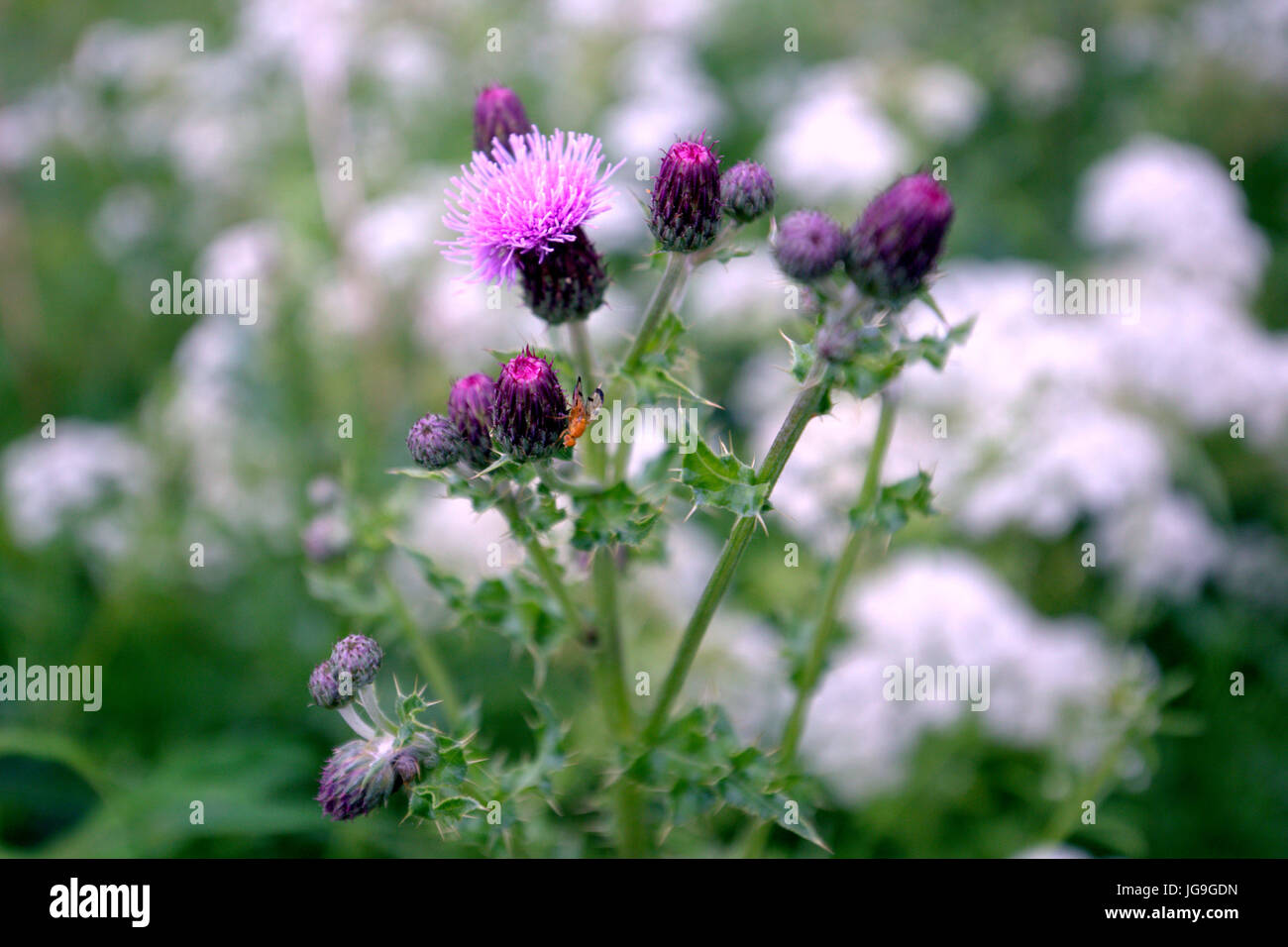 schottische Distel mit einem orangefarbenen fliegen unscharfen Hintergrund hautnah Stockfoto