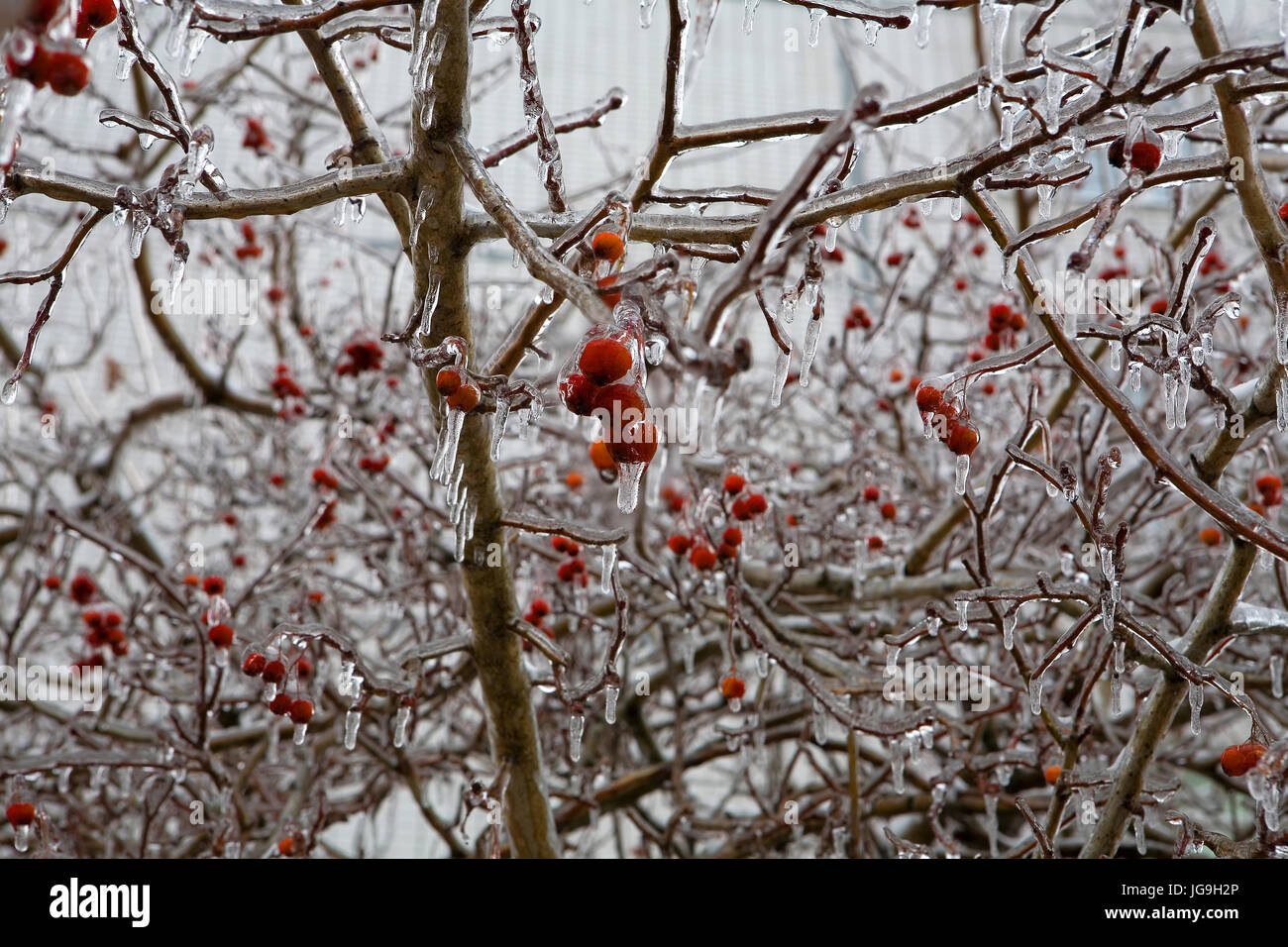 Rote Beeren im schönen Eis sinkt. Nach dem eisigen regen. Russland. Stockfoto