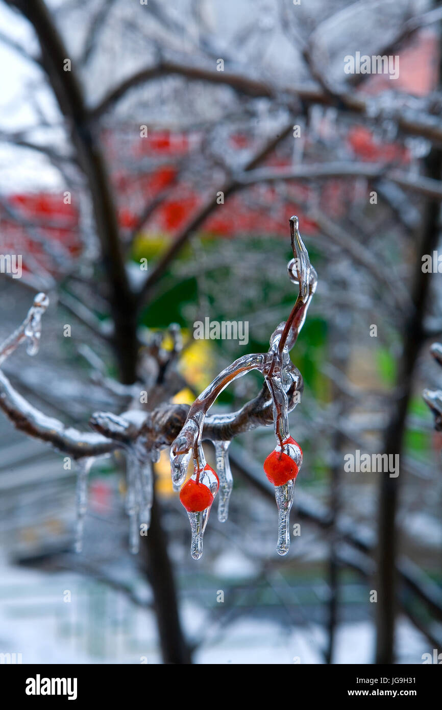 Rote Beeren im schönen Eis sinkt. Nach dem eisigen regen. Russland. Stockfoto