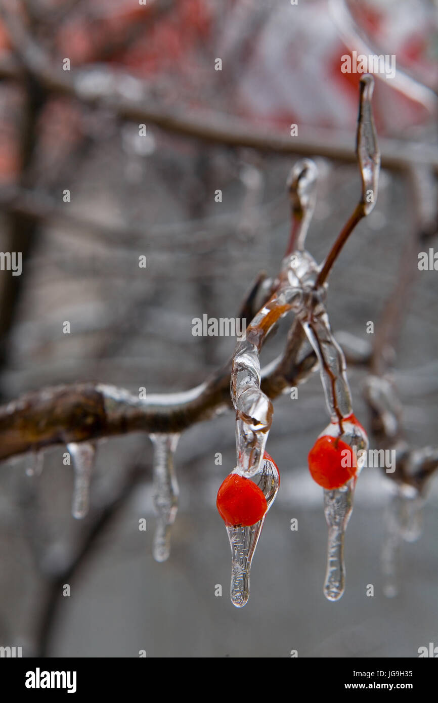 Rote Beeren im schönen Eis sinkt. Nach dem eisigen regen. Russland. Stockfoto