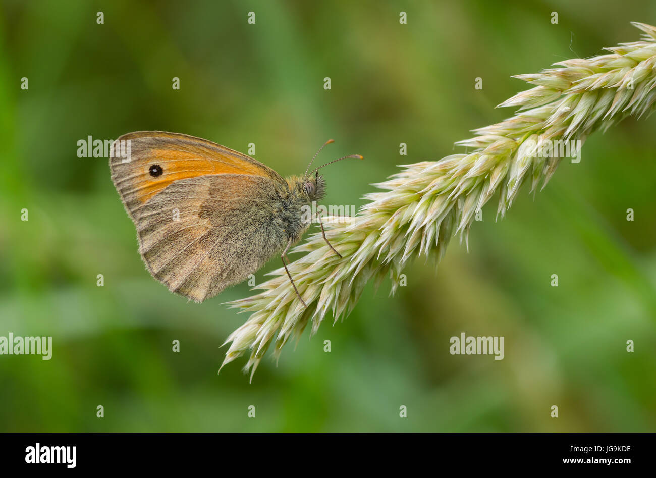 Wiese Braun (Maniola Jurtina) Schmetterling sitzt auf einer kleinen Ährchen in Schatten der Sommer Kräuter Stockfoto
