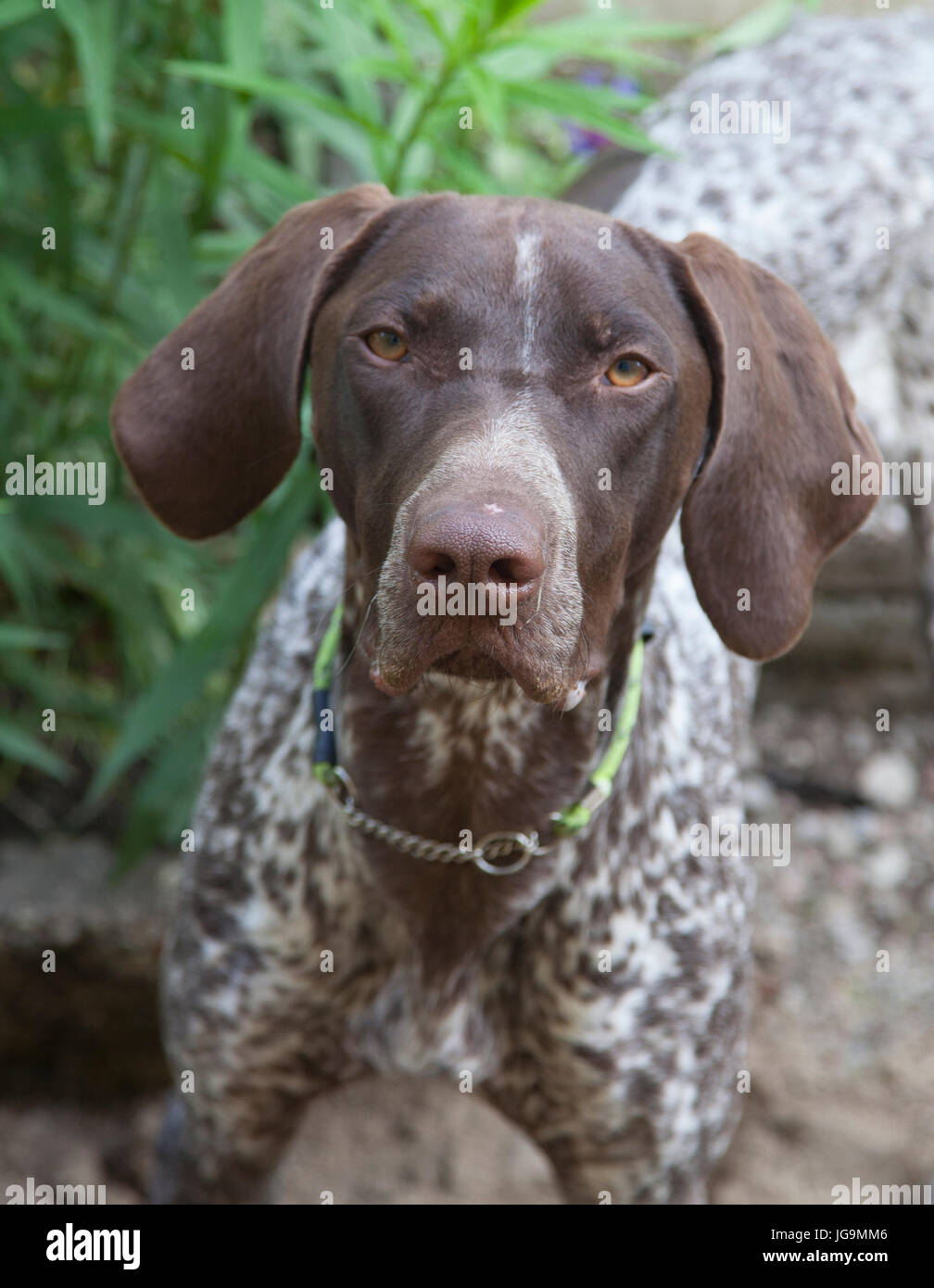 Zeiger Offen genannt der English Pointer ist eine mittlere große Hunderasse für die Jagd auf Vögel. Stockfoto