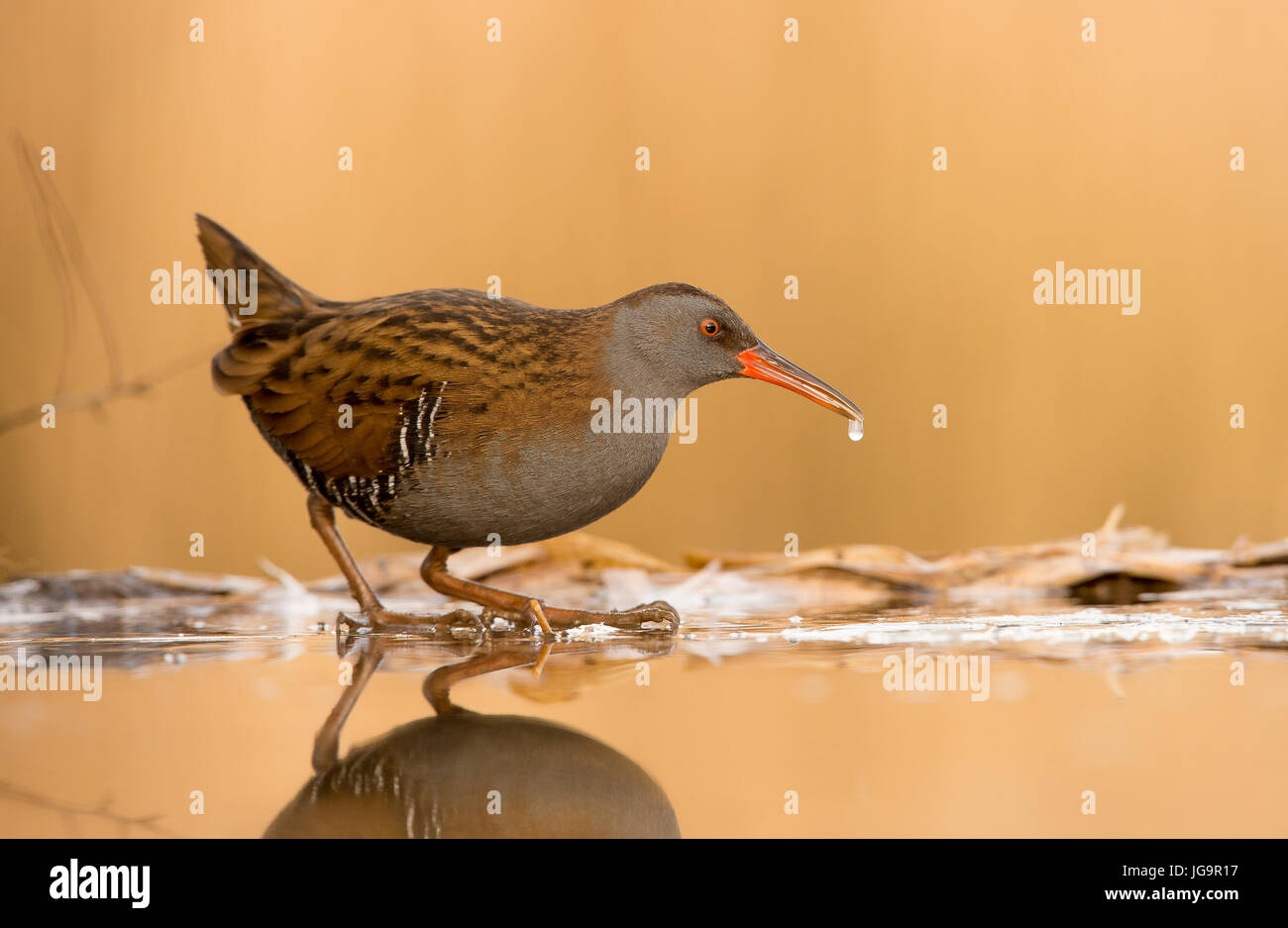 Niedrigen Sie Niveau Wasser Schiene auf vereisten Teich, Rallus aquaticus Stockfoto