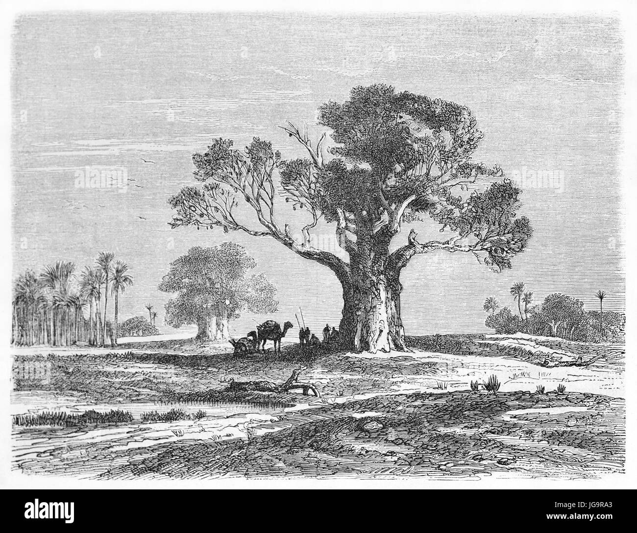 Alte Darstellung der Baobab (Affenbrotbäume Digitata) in Kap Verde. Erstellt von Bérard, veröffentlicht am Le Tour du Monde, Paris, 1861 Stockfoto