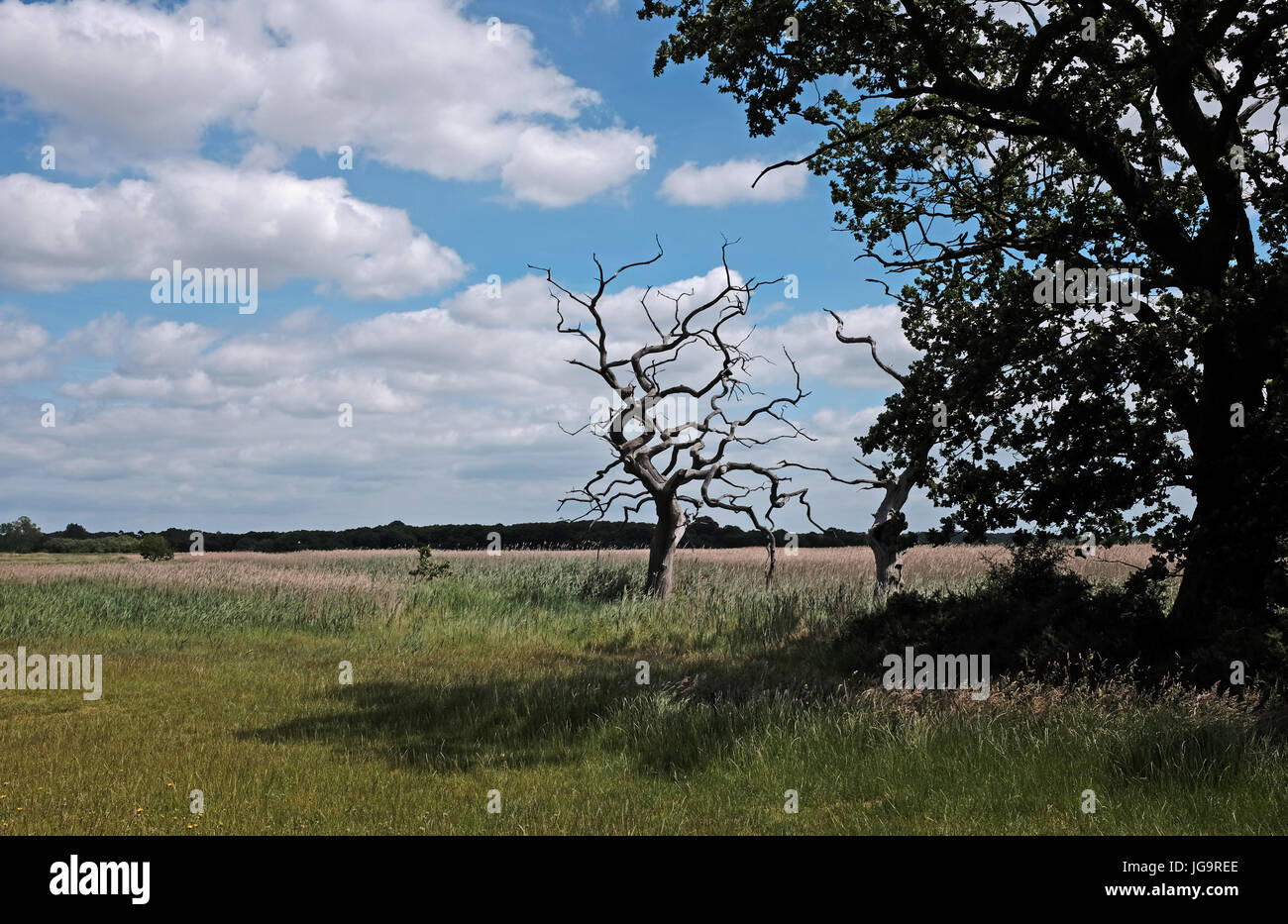 Snape Maltings Suffolk UK Juni 2017 - Snape Maltings ein Zentrum von Kunst, Musik und außergewöhnlicher natürlicher Schönheit Stockfoto