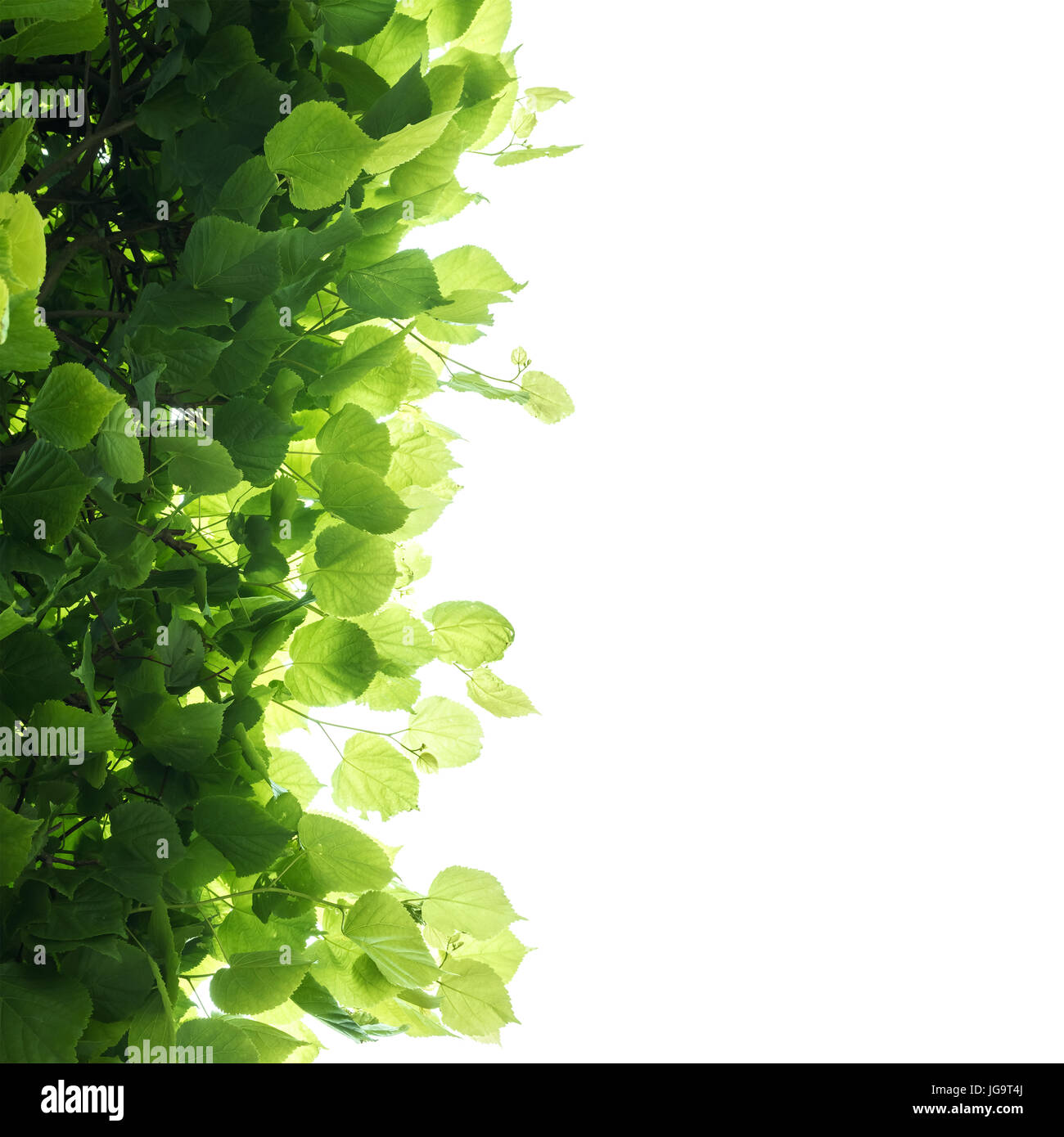 Frischer grüner Baum Blätter über weißem Hintergrund. Natürliche Nahaufnahme Foto mit selektiven Fokus Stockfoto