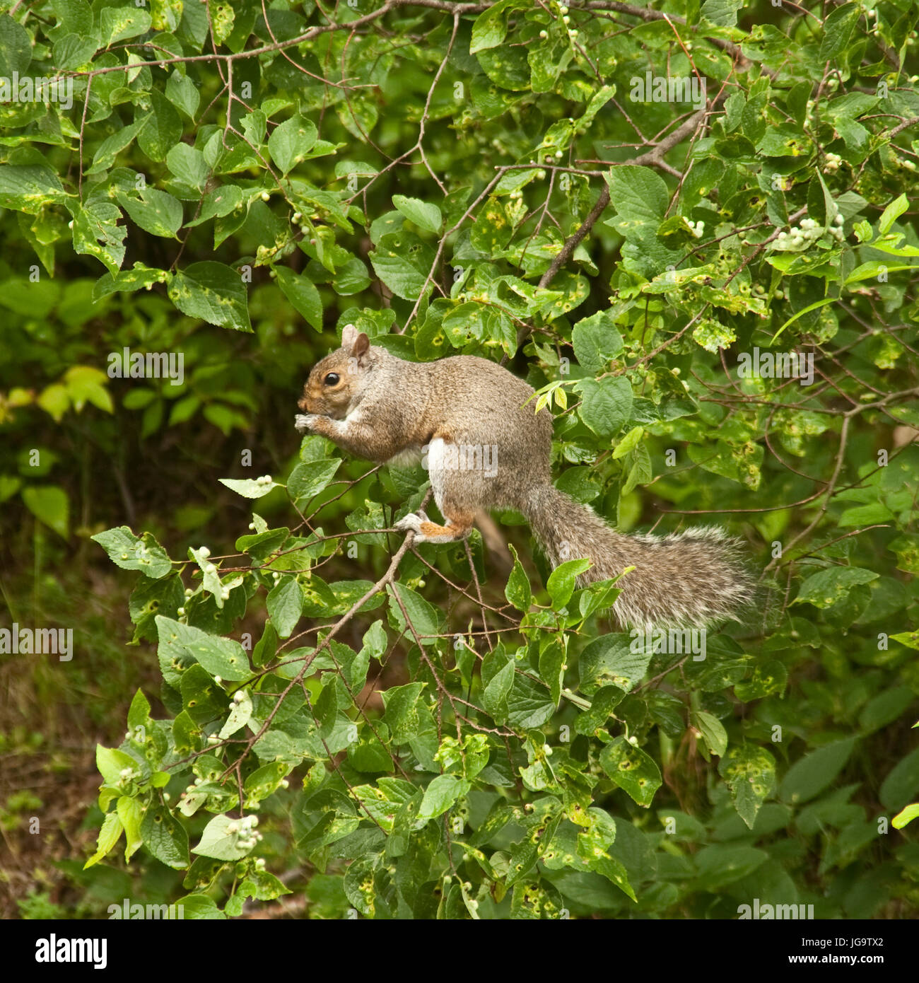 Eichhörnchen Essen in einem Baum Stockfoto