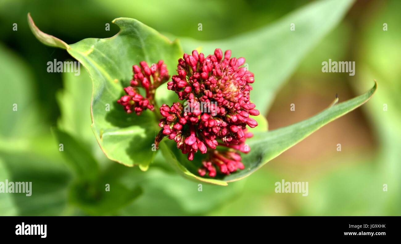 Blühende Blume rot / rot blühende Pflanze Stockfotografie - Alamy