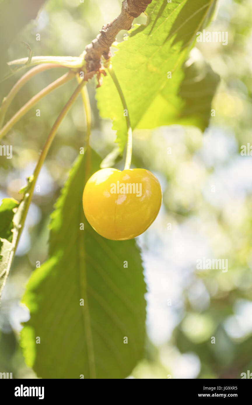 Leckere Reife gelbe Kirsche auf einem Ast, gesundes Obst. Selektiven Fokus. Stockfoto