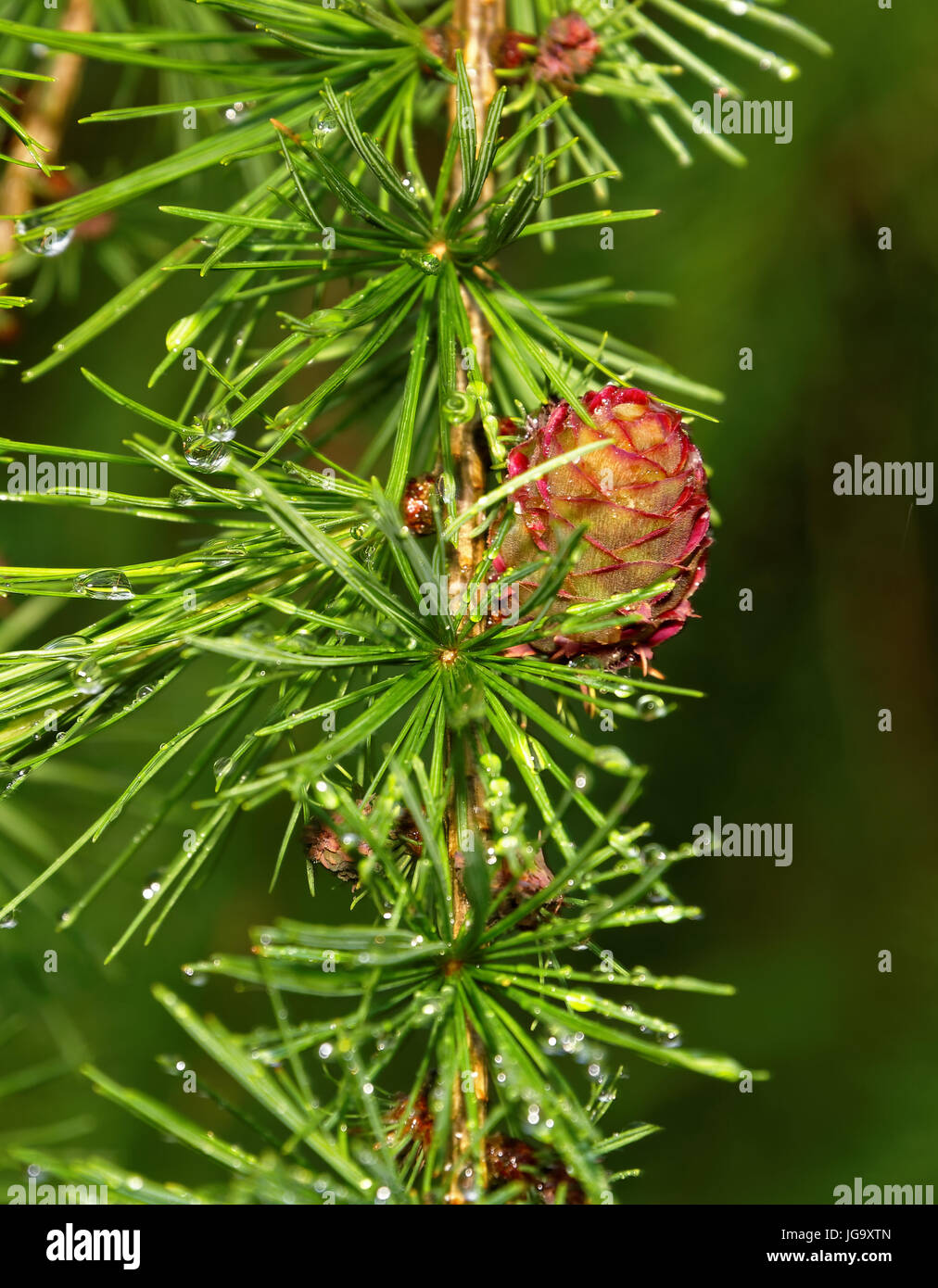 Lärche-Blätter und eine weibliche Kegel nach Regen Stockfoto