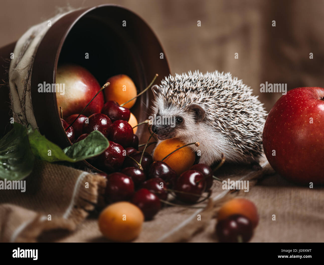 Kleinen afrikanischen Igel Stockfoto