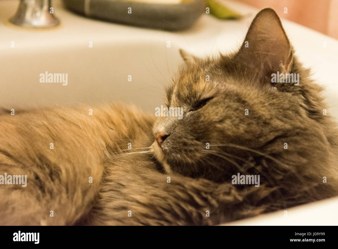 Katze sitzt im Waschbecken heiß tagsüber Stockfoto