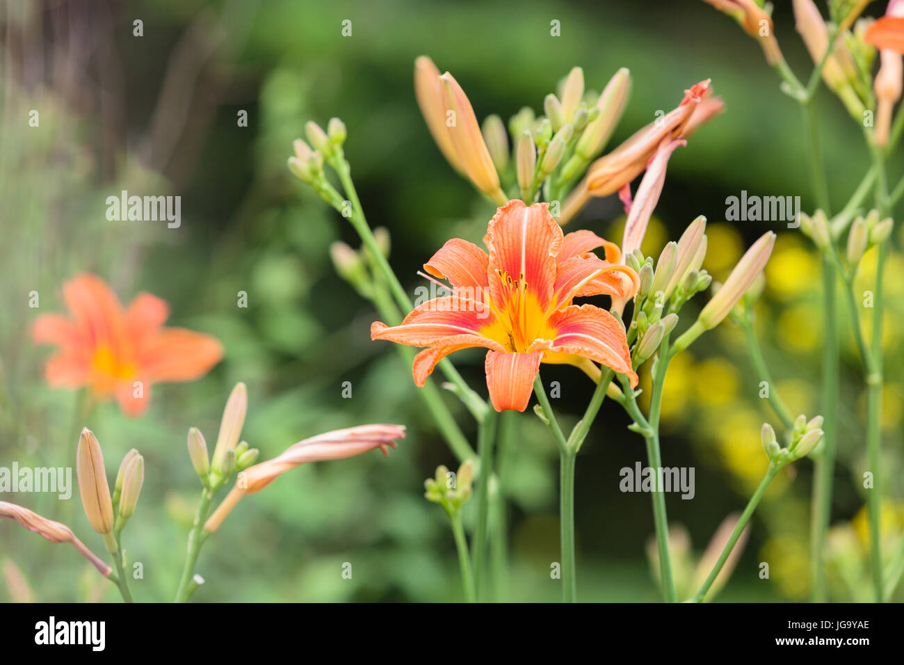 Garten-Lilie, eine der beliebtesten Blumen in polnischen Gärten. Stockfoto