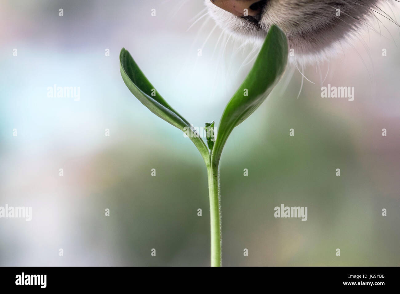 Nahaufnahme einer Katze Nase schnüffeln eine junge sprießende schöne Grünpflanze mit Fokus-Hintergrund Stockfoto