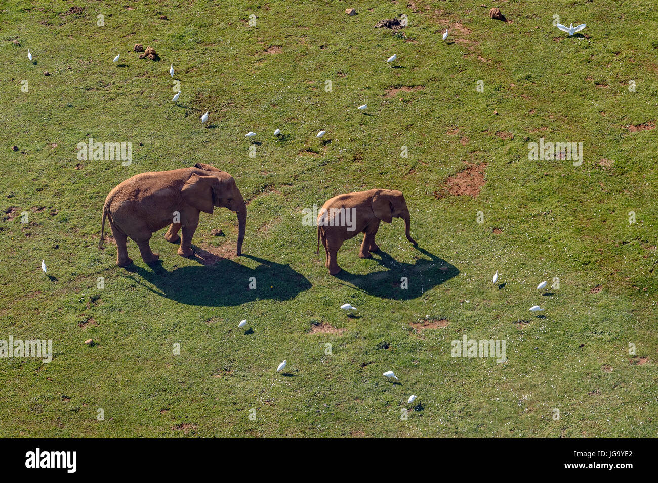 Elefant, Tiere im Park des Charakters der Cabarceno, Kantabrien, Spanien, Europa Stockfoto