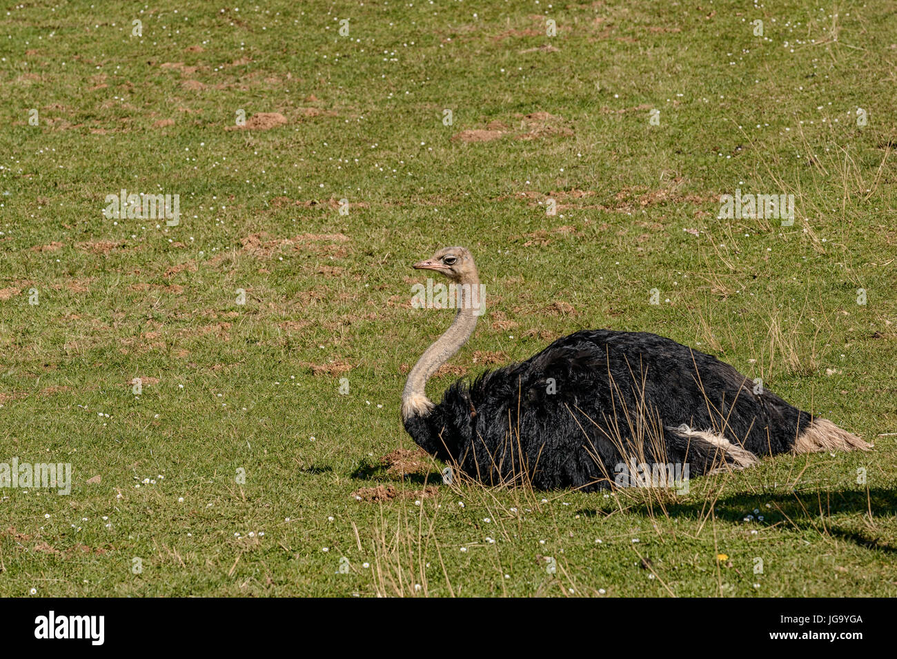 Strauß, Tiere im Park des Charakters der Cabarceno, Kantabrien, Spanien, Europa Stockfoto
