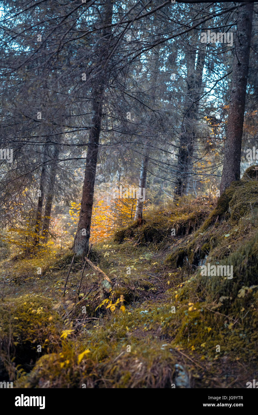 500px Foto-ID: 179251765 - Herbst im Wald in der Nähe von Asiago (VI) Italien Stockfoto