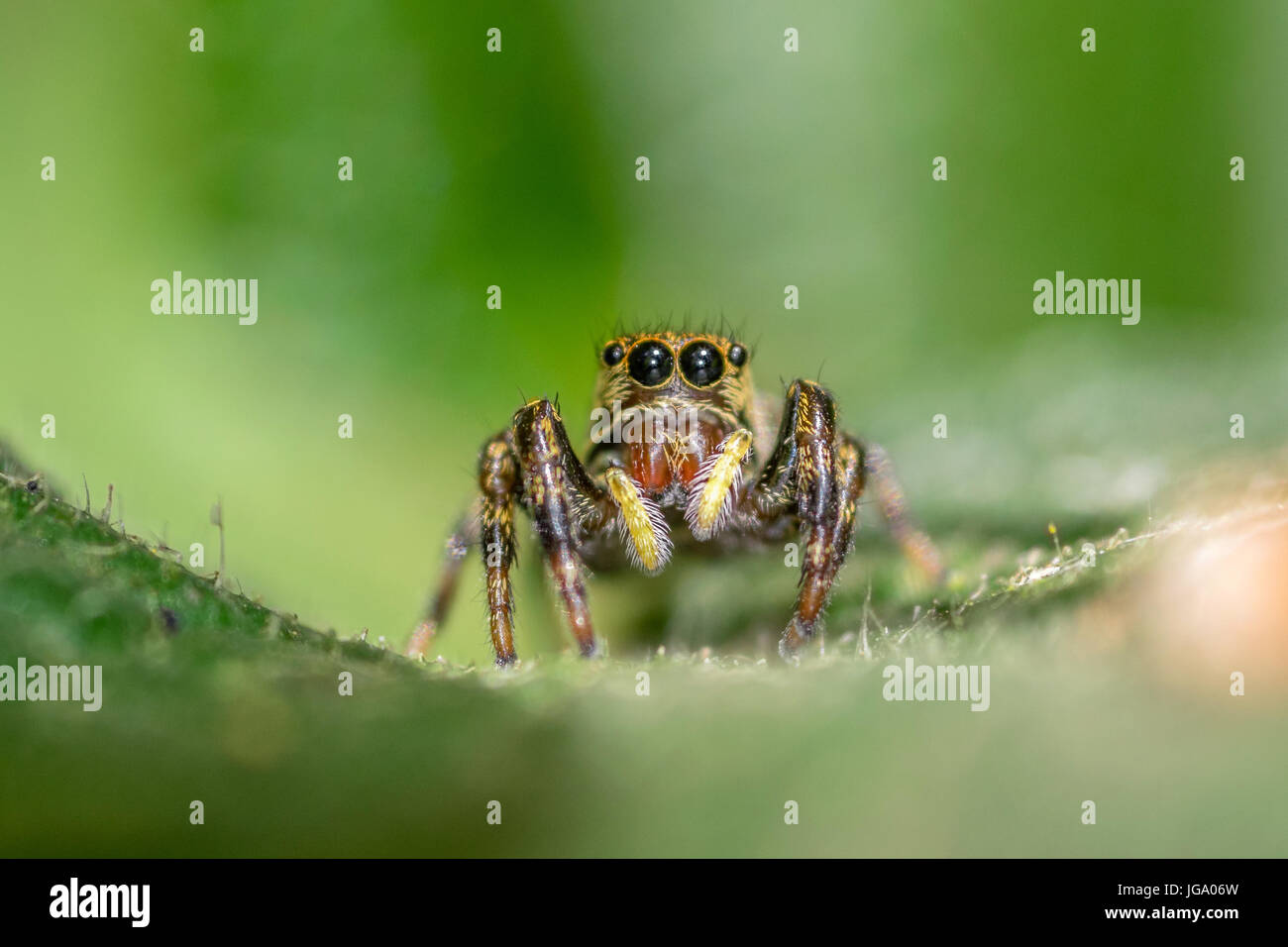 Gelb und Orange Spinne auf einem Blatt mit grünem Hintergrund, Nahaufnahme Makro springen Stockfoto