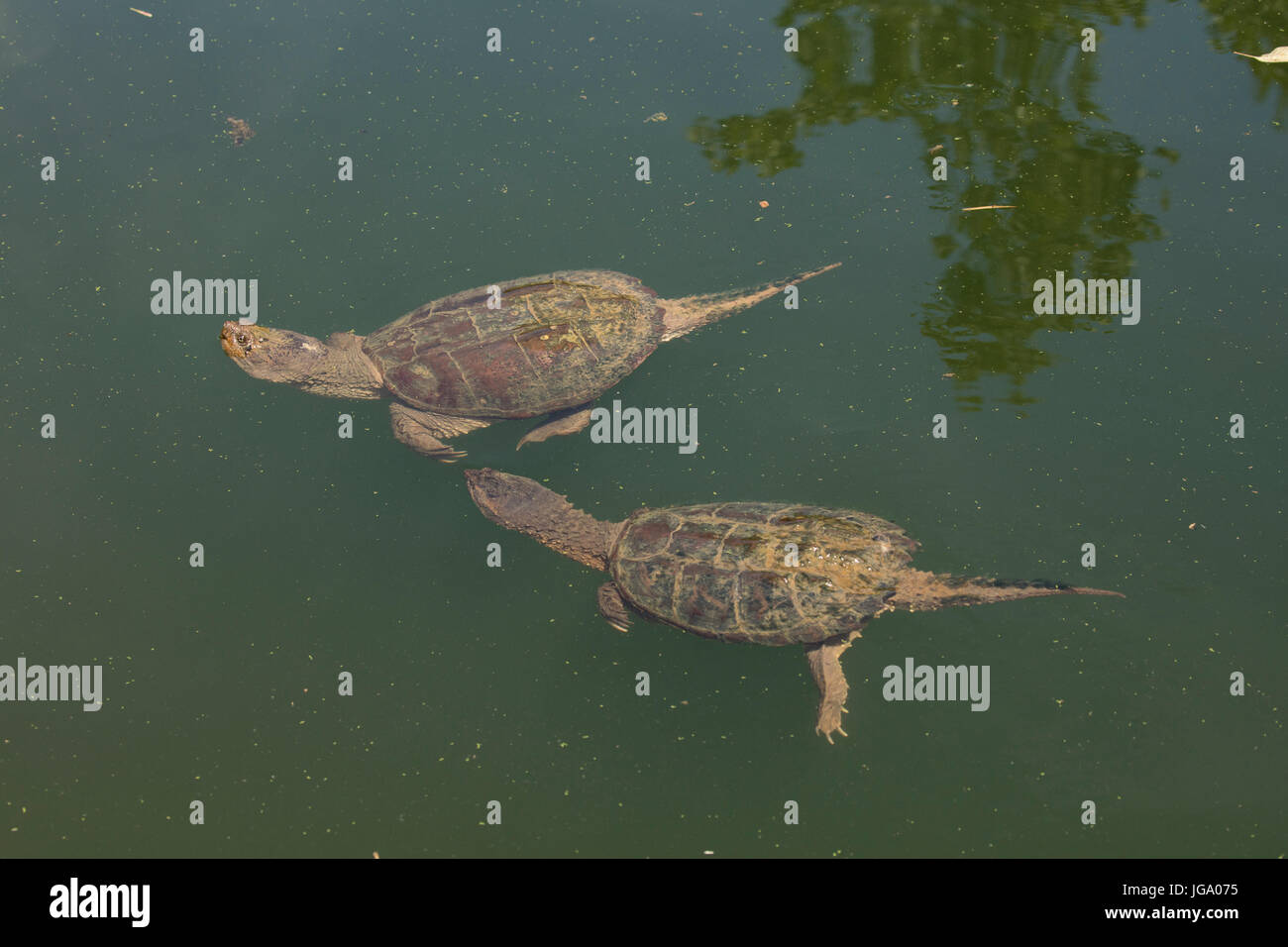Schnappschildkröte Chelydra Serpentina, Maryland Stockfoto